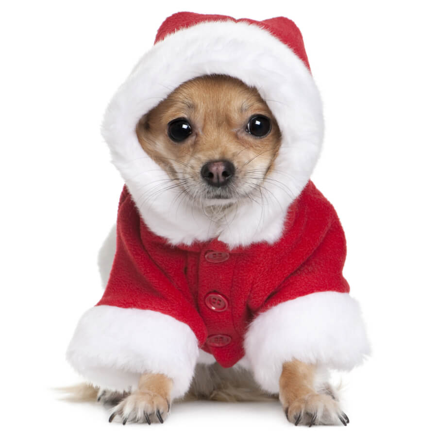 evaluar Cornualles Desagradable como hacer un traje para perro segundo